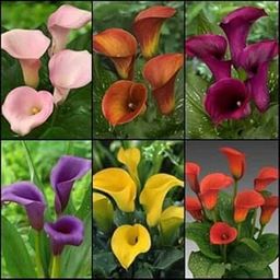 Imported Rare Variety Mix Calla Lily Zantedeschia Big Size Flower Bulbs Easy Growing For Summer Season Gardening In Home And Garden Pack Of 1 Flower Bulbs-image-31
