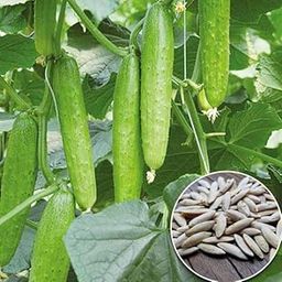 Organic Deshi Khira Cucumber Seeds for Home Garden - Pack of 35 Seeds Featuring High Yield and Disease Resistance, Ideal for Growing Fresh Cucumbers-image-49