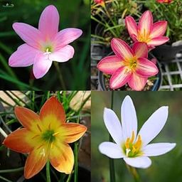 Paudha Store Rare Mixed Rain Lily Bulbs Mix Zephyranthus Rain Lilies or Fairy Lilies - Rain Lily Flower Bulbs - 6 Bulbs-image-34