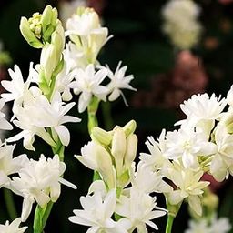 Bengal Rajnigandha 5 Flowering Bulbs - White | Fragrant Flower Bulbs for Pots | Indoor Home Decor | Night Bloom Flowering Bulbs for Home Garden-image-30