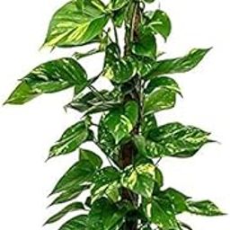 Gurveplantationi Live Indoor Plant For Living Room Balcony Home And Office Decoration Decor Live Plant with Beautiful Color Pots (Big Leaf Money Plant)-image-12