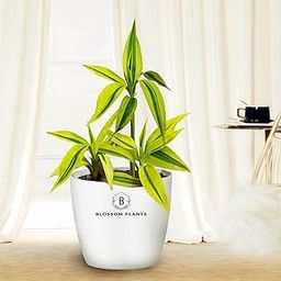 BLOSSOM Plant's Golden Lucky Bamboo (dracaena sanderiana) Live Plants with white Pot, Best for Home, Office & Garden.-image-51