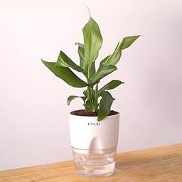 Kyari Peace Lily Live Plant with White Self Watering Pot - Small 4 Inch-image-47