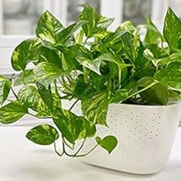 Rukonza Money Plant in White Pot, Indoor Air Purifying Plant, Home and Office Decor-image-3