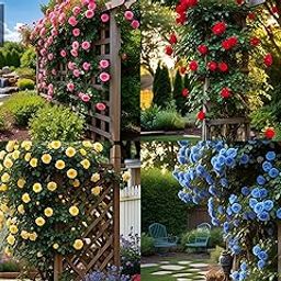 NooElec Seeds India Climbing Rose Flower Seeds, 60 Seeds Pack - Hybrid, Year-Round Blooms, Minimal Care (MIX)-image-90