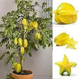 Mphmi Live Plants Nursery Garden Live Plant Star Fruit Suitable For Bonsai Balcony Garden Plant(1 Healthy Live Plant)-image-5