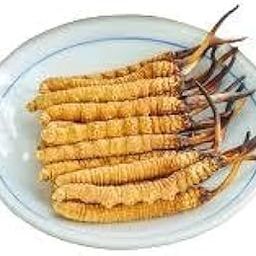 New Harvest June 2024. Tibetan Keeda Jadi (Caterpillar Fungus Ophiocordyceps Sinensis) Immune Booster, Kidney Health Revitalizer - 12 Pieces | Golden Yellow Straight From Tibetan Meadows-picture-23