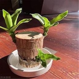 Brazilian Lucky Wood Live Plant, Indoor Air Purifying, Without Pot, Green pack of 1-image-6