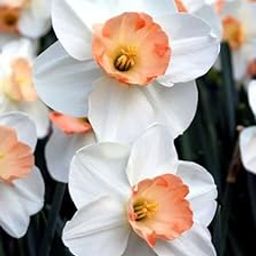 Radha Krishna Agriculture Gladiolus Red Color Flowers for Your Beautiful Garden - Pack of 1 Bulbs (Daffodil)-image-74