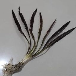 Aponogeton crispus seeds/bulb pack of 5-image-92