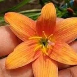 URBAN GARDENS® Lavalon Rain Lily Rare variety-image-31