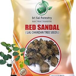 SRI SAI FORESTRY Red Sandalwood Seeds, Pterocarpus Santalinus, Lal Chandan, Raktachandan Tree Seeds for Farm, Agriculture Lands and Plantation Forming Pack-picture-29