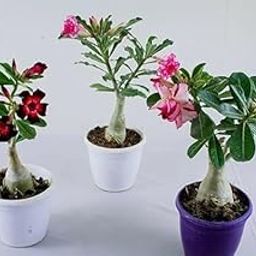 Adenium/Desert Rose Healthy Bonsai Flower Live Plant, Pack Of 3, Indoor/Outdoor Plant Without pot-image-71