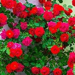 Imported Rare Red Climbing Rose Plant Live(Pack of 2)-image-13