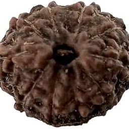 MAA Shakti GEMS Das Mukhi Rudraksha for Make Pendant Mala Ten Face Rudraksha Nepali Beads Original Brown 10 Mukhi Rudraksha IGL Lab Certified दस मुखी रुद्राक्ष for Men Women-1