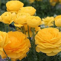 Ranunculus Flower Bulbs (1 Bulbs) Yellow By Zabbus-image-36