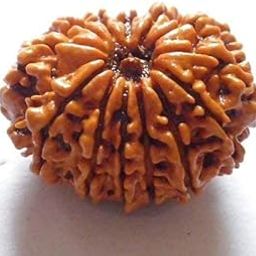 ASTRO CARE INDIA Twelve Faced Nepali 12 Mukhi Rudraksha Original Certified 12 Mukhi Ruthratcham Rudraksha Fruit| नेपाली बारह मुखी रुद्राक्ष Locket.-image-86