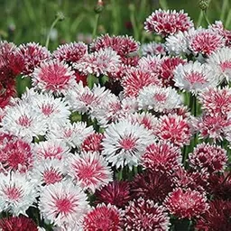 M-Tech Gardens Rare Cornflower " Classic Romantic " Exotic 30 Seeds for Growing-image-95