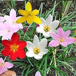 Live Green Flower Bulbs |Rain Lily Mixed Color Flower Bulbs For Home Gardening (15 Bulbs Pack)-image-6
