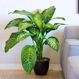 Mphmi Nursery Delhi Indoor Plants Dieffenbachia Amoena Tropic Snow - Plant-image-99
