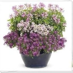 Healthy Sweet Alyssum Mixed Flower Seeds For Home Gardening pack of 50 seeds-image-96