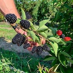 Golden Bloom Live BlackBerry Fruit Very Tasty Varity Fruit one healty Plant-image-35