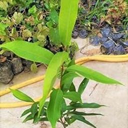 Sambriddhi Nursery Black jamun,Java plum, Jambul, Malabar plum plant-picture-3