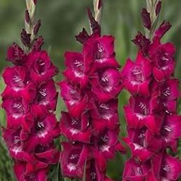 Oakwood Farms® Gladiolus flower bulbs for Home and Gardening, pack of 5 bulbs (DARK PINK)-image-12