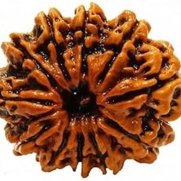 SRT Rudra Twelve Face Rudraksha With IGL Certificate 12 Mukhi Nepal Rudraksha Brown Bead 12 मुखी रुद्राक्ष Barah Mukhi Rudraksha Original 12 Face Rudraksha Pendant For Men-picture-2