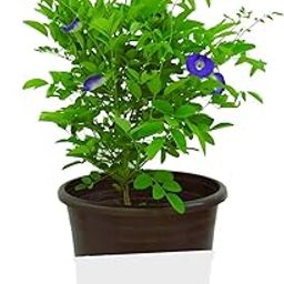 Blue Aprajita Live Plant Butterfly Aprajita Pea Flower, Garden and Indoor Outdoor Growing,With Pot.PACK Of 1-image-26