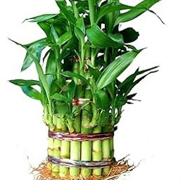 3 Layer Lucky Bamboo Plant, Without pot, Indoor Feng Shui Plant for Home and Office, Natural Air Purifier-image-96