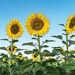 Agro Acres Skyscraper Sunflower Seeds for Planting | 50 Seeds | Rare, Exotic Garden Seeds | Huge 15-20 feet Tall with Giant Sunflowers-image-34