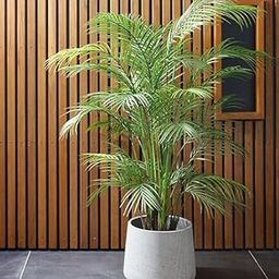 2 Ft height Indoor Bamboo Palm plants for living room bonsai, Indoor Outdoor Decoration Natural Live A Big Size Japenese Palm-image-17