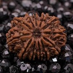 BRAINCORD Kudrati 12 Mukhi Rudraksha Original Certified Nepali Barah Mukhi Rudraksh is Blessed by Lord Surya 12 Faced Rudraksha with Pure Caps-31
