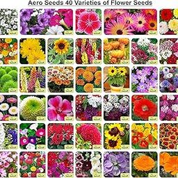 40 Varieties of Flower Seeds Combo For Your Garden Beautiful Bloom Germination Seeds.-picture-9