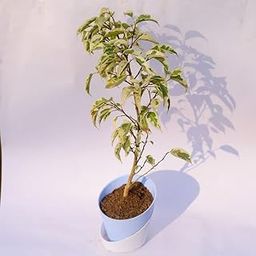 Ficus Starlight in 4 Inch Live Aqua Blue Dublin Self Watering Plant-image-98