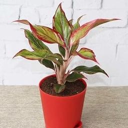 Plantorish_Aglaonema (Lipstick Single Stem) Natural Live Indoor Plant | Healthy Live Plant | For Home, Office, Livingroom, Bedroom, Garden Décor (Pack of 1)_F45-image-84