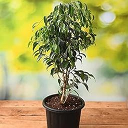 Plants Ficus Plant Benjamina, Weeping Fig - Plant Garden Live Plant Nursery Indoor Outdoor Living Plants?-image-82