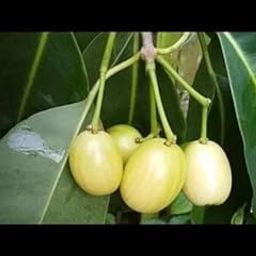 Oxygreenplant White jamun plant, Malabar plum, Java plum, Jaam,black plum, jamun, jaman, jambul, or jambolan Grafted Healthy Live Plant Actual Plant Height .1 ft to 2-picture-25