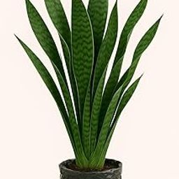Snake Plant, Live Indoor Sanseveria Plant for Living Room, Office, Balcony, No Pot, Pack of 1-image-83