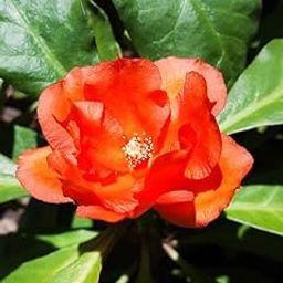 Very Beautiful Rose Cactus Plant pereskia bleo Healthy Live Plantlant(Pack Of-1).-image-35