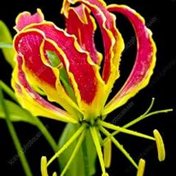 Gloriosa Flame Lily Summer Bulbs For Home Gardening pack of 5 bulbs-image-68