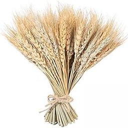 MERISHOPP 2x100 Pcs Real Wheat Ear Flower Dried Flowers Wedding Party Decoration Natural|Home & Garden|Home D?©cor|Floral D?©cor-image-15