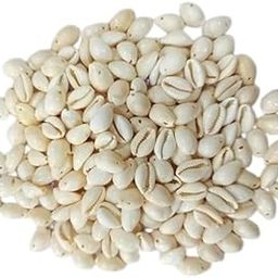 Natural White sea Shell/Kowri/Kodi for Craft, Jewllery, Bracelet, Rakhi, Embroidery Work-image-22