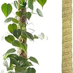 Casa De Amor Coir Stick | Natural Coco Pole Support for Climbing Indoor & Outdoor Plants | Strong Pole for Money Plant, Monstera, Pothos Growth (3 Feet, Set of 1)-image-27