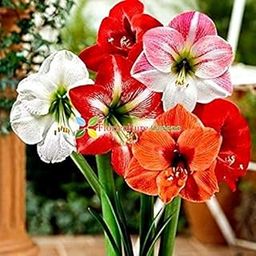 Floriculture Greens Imp. Amaryllis Lily Flower Hybrid Bulbs For Home Gardening Planting (Multi-Mix, Pack Of 2 Bulbs)-image-69