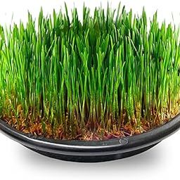 KAP Wheatgrass and Microgreens Reusable Trays (BPA Free), Suitable for Indoor/Outdoor Gardening (Pack of 2)-picture-18