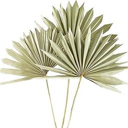Flowers and Fillers 3 Pcs Dried Sun Palm Leaf | Dried Palm Leaf for Home Dcor, Bedroom, Table Decoration, Vase Filler (Without Vase Pot)-image-63