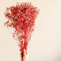 Arte Casa Decorative Red Baby Breaths Naturally Dried Flowers for Vase Filler for Home Decor| Indoor | Office Decor (Red, 200gm)-image-57