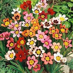 Andhagnai Greens Monsoon Season Gardening Flower Bulbs Ready to Grow Srpouted Flower Bulbs (Sparaxis Flower Bulbs, 5)-image-4